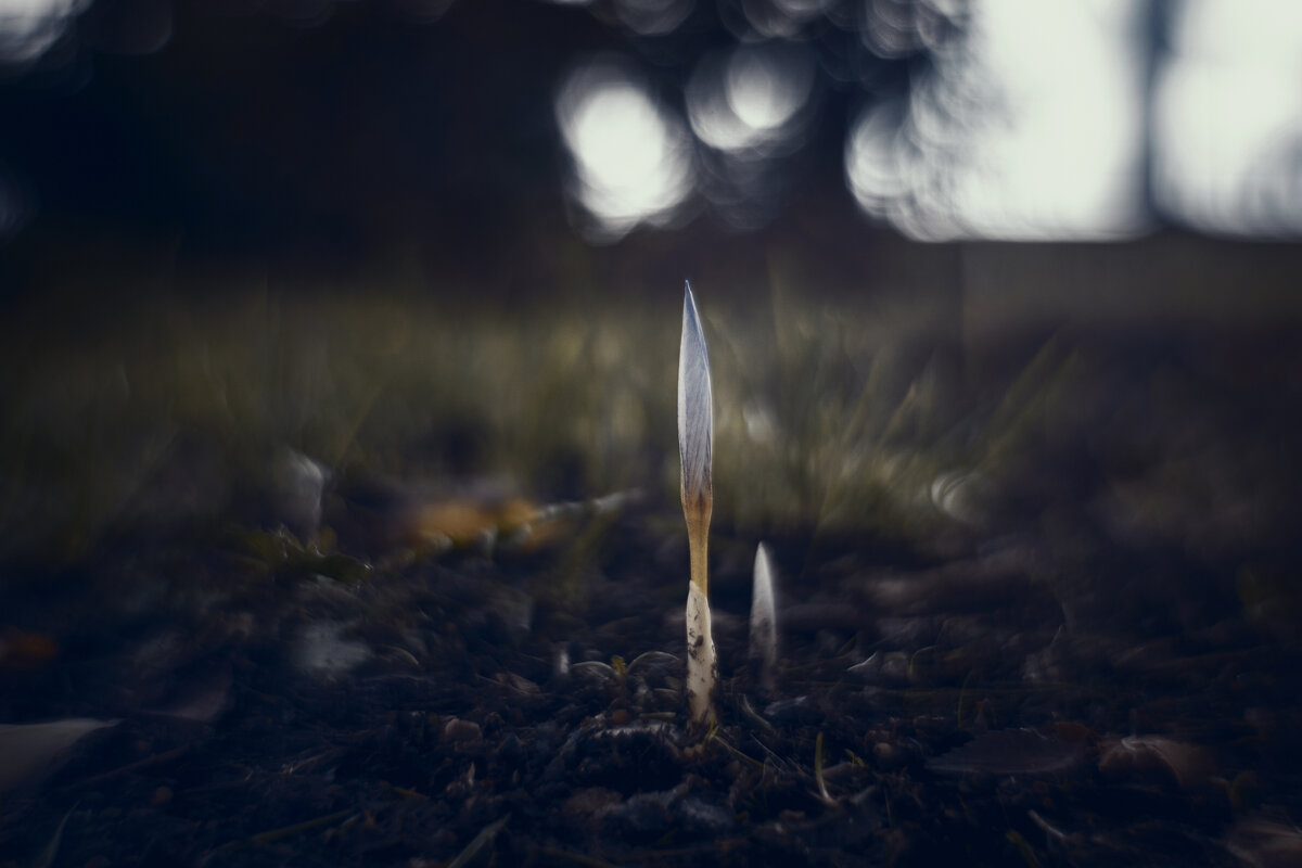 Осеннее таинство. - Анатолий Щербак Осеннее таинство. - Анатолий Щербак