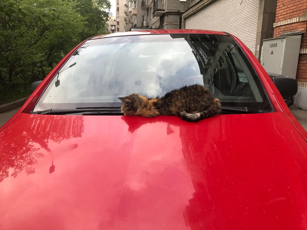 "Весна - вновь коты на капотах машин загорают..." - zavitok * "Весна - вновь коты на капотах машин загорают..." - zavitok *