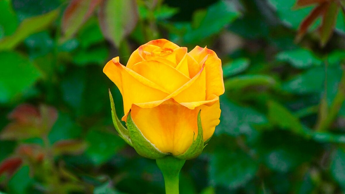 Первая роза на городской клумбе в этом году. - Милешкин Владимир Алексеевич Первая роза на городской клумбе в этом году. - Милешкин Владимир Алексеевич