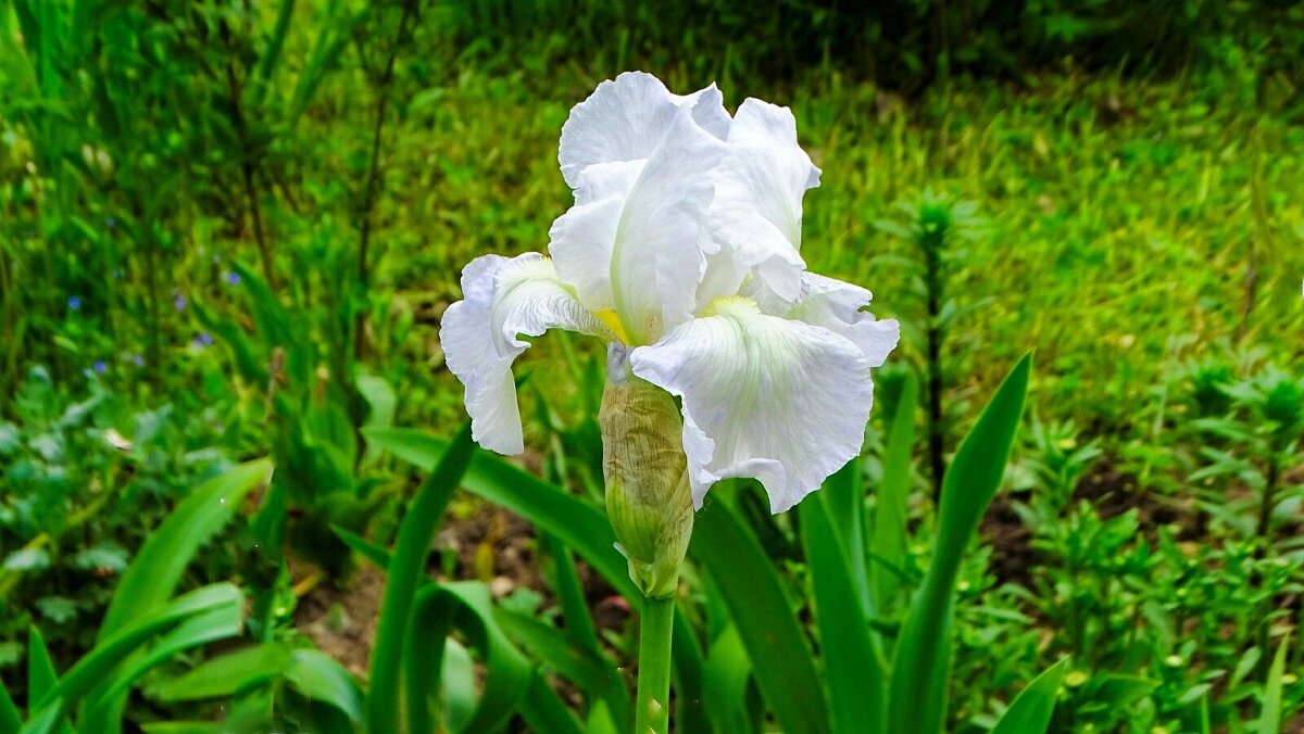 Открыт сезон активного расцвета ирисов. - Милешкин Владимир Алексеевич Открыт сезон активного расцвета ирисов. - Милешкин Владимир Алексеевич