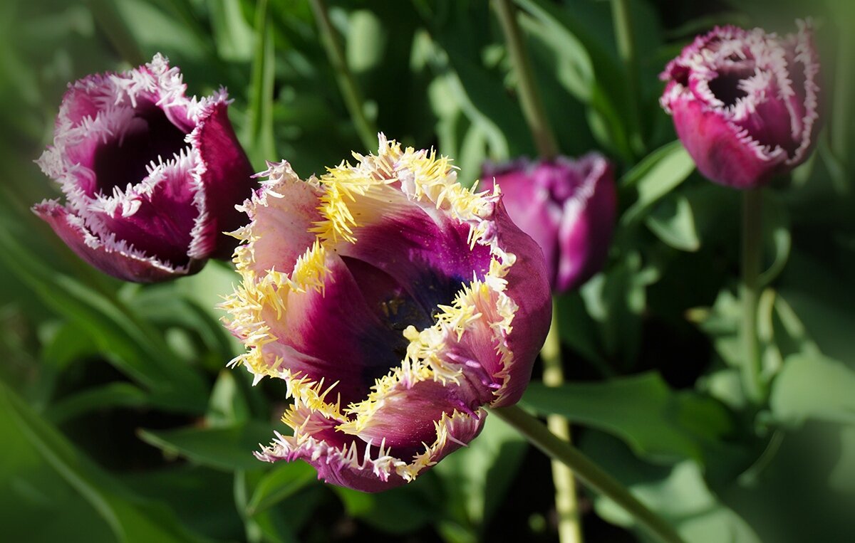Тюльпаны в Аптекарском огороде - Ольга Тюльпаны в Аптекарском огороде - Ольга