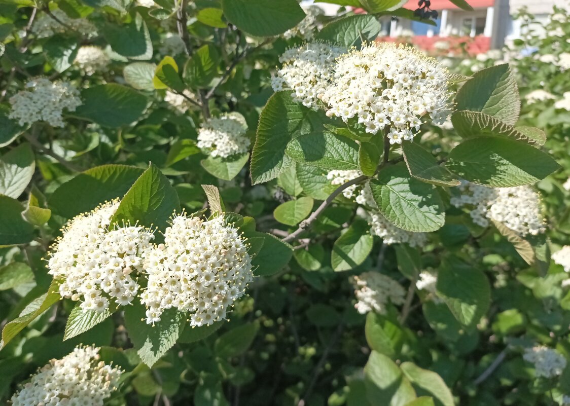 Калина гордовина - Veera V Калина гордовина - Veera V