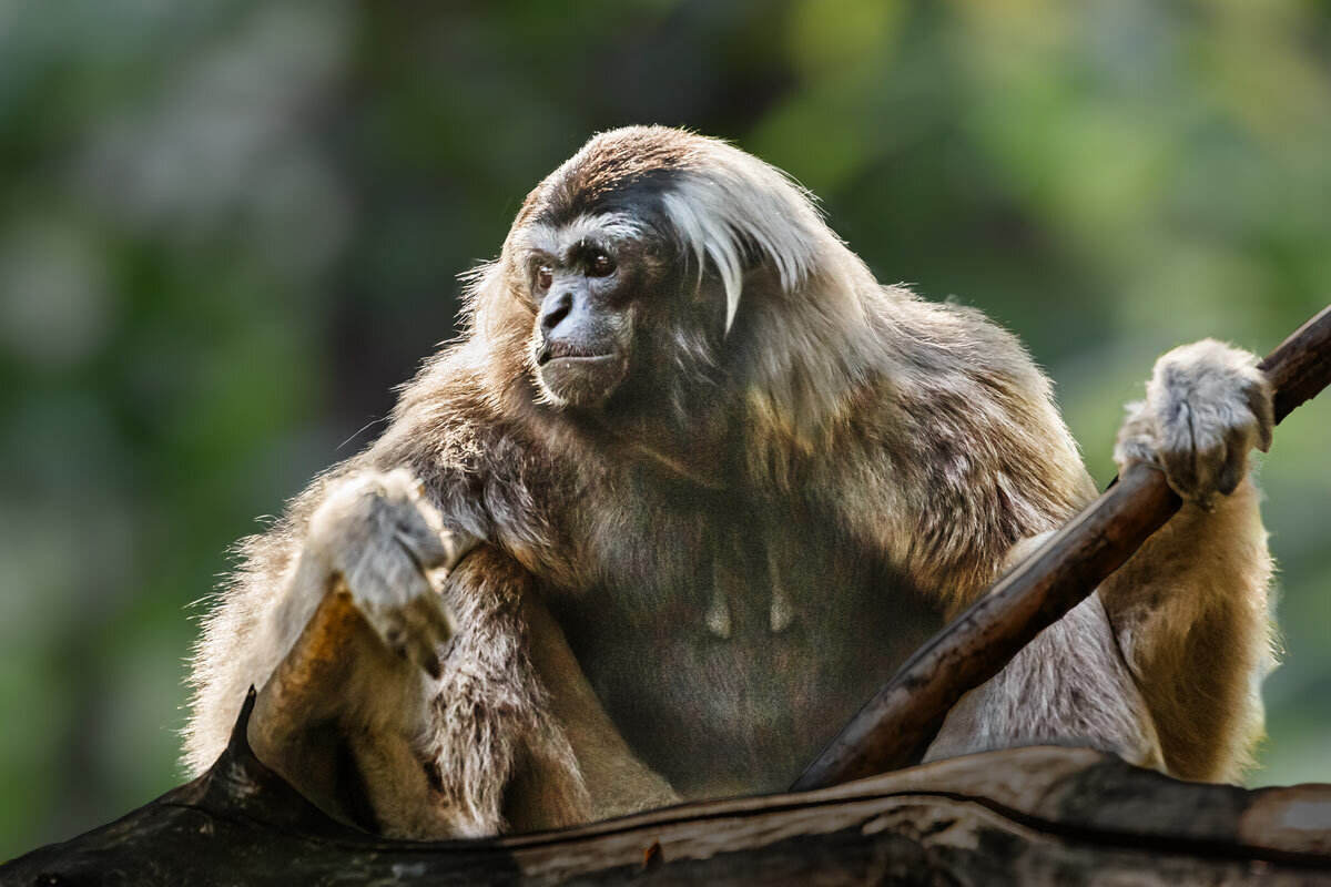 Гиббон - SanSan 