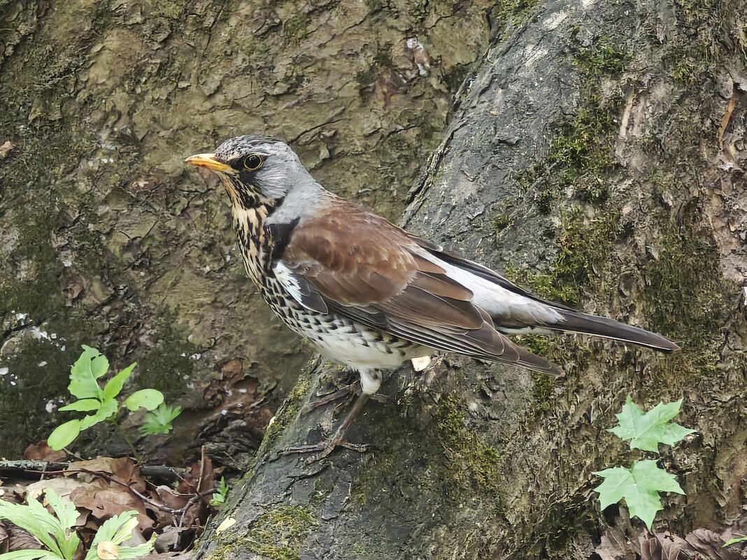 Дрозд-рябинник - <<< Наташа >>> Дрозд-рябинник - <<< Наташа >>>