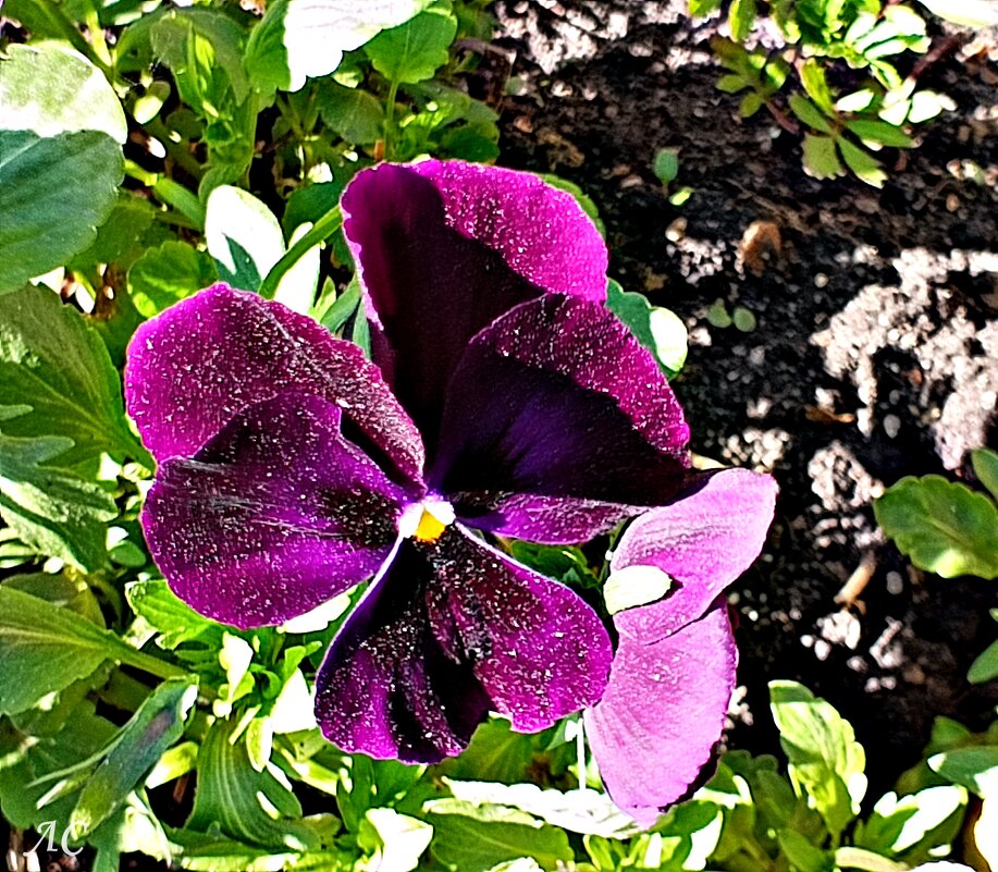 *** - Любовь Сахарова