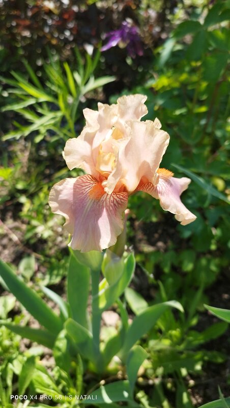 Ирис - Наталья Штанулина