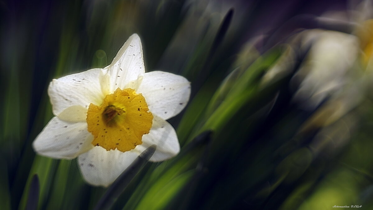 Нарцисс - Ольга Cоломатина