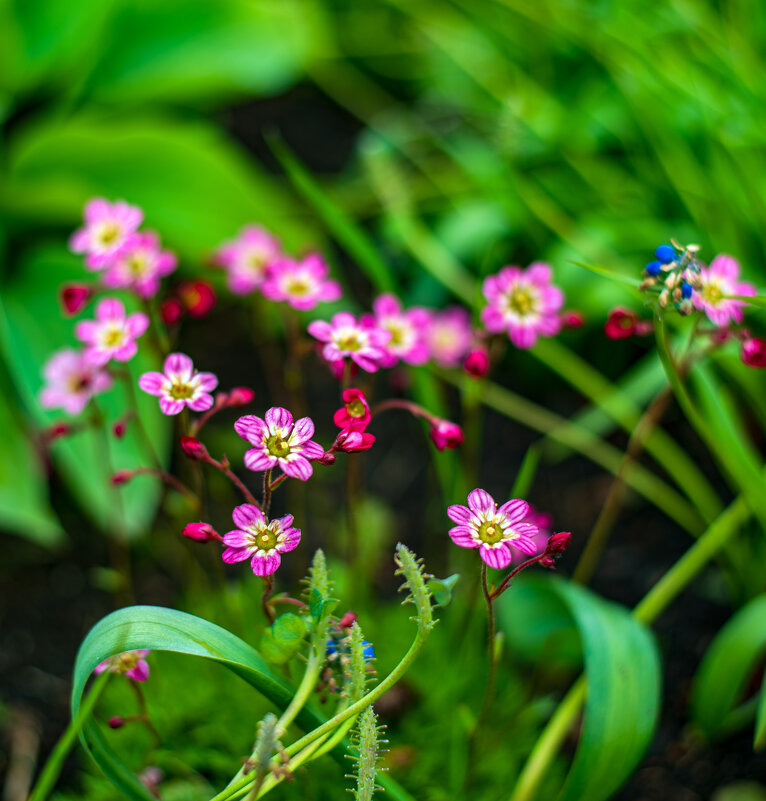 Весна - Петр 