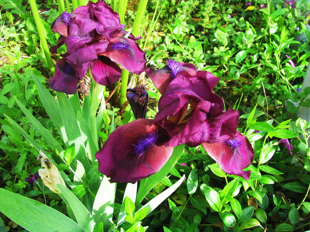 Красавцы - Людмила Смородинская Красавцы - Людмила Смородинская