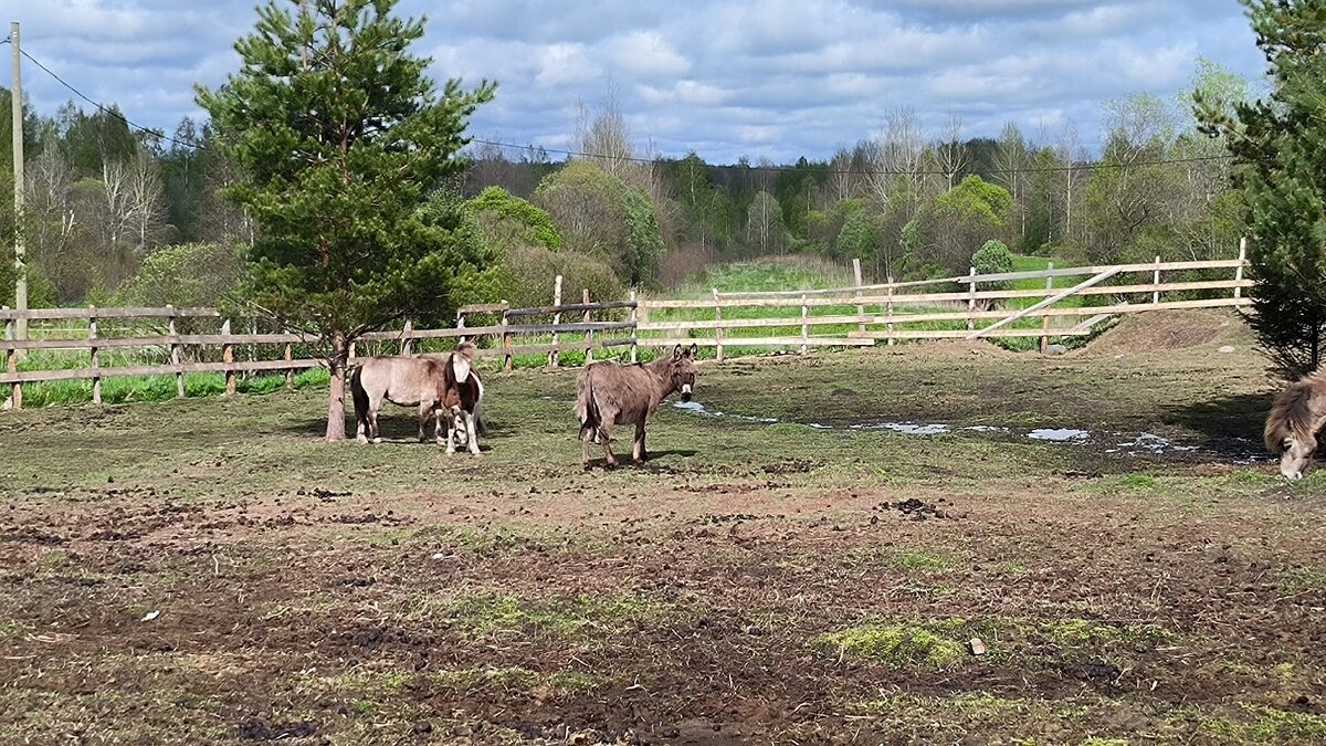 На выпасе. - Ольга 