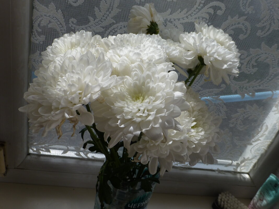 Белые  хризантемы - Валентин Семчишин