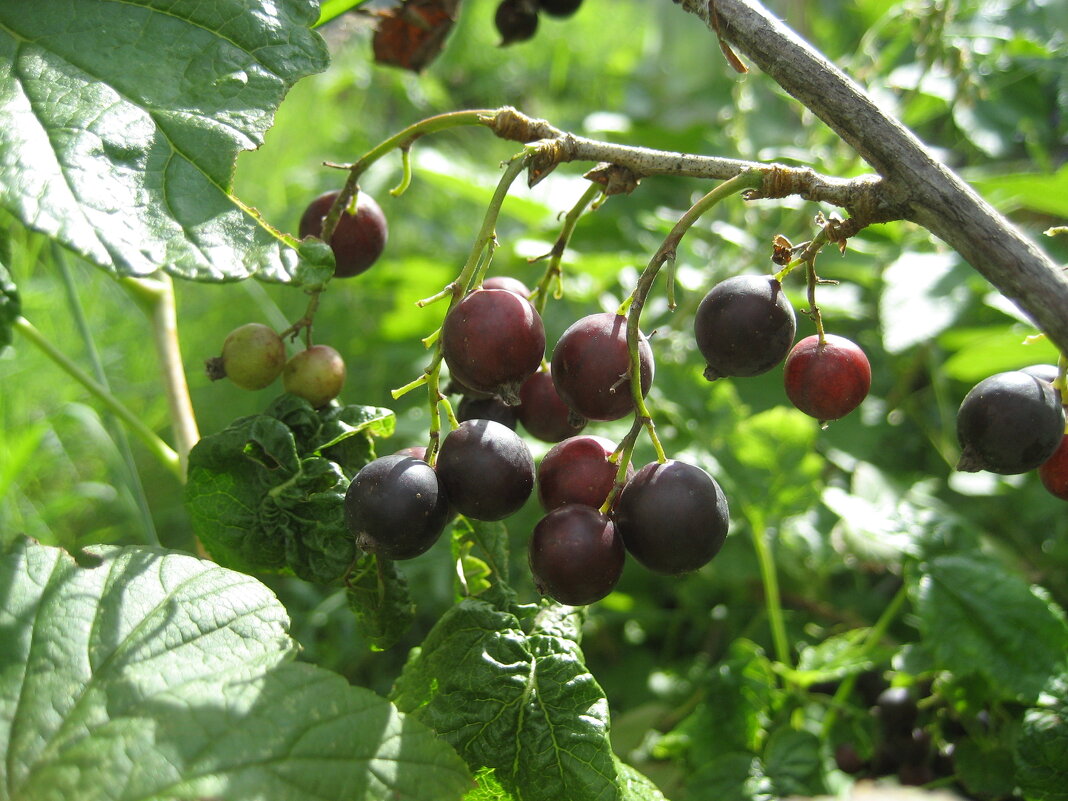 Охта - Anna Ivanova Охта - Anna Ivanova