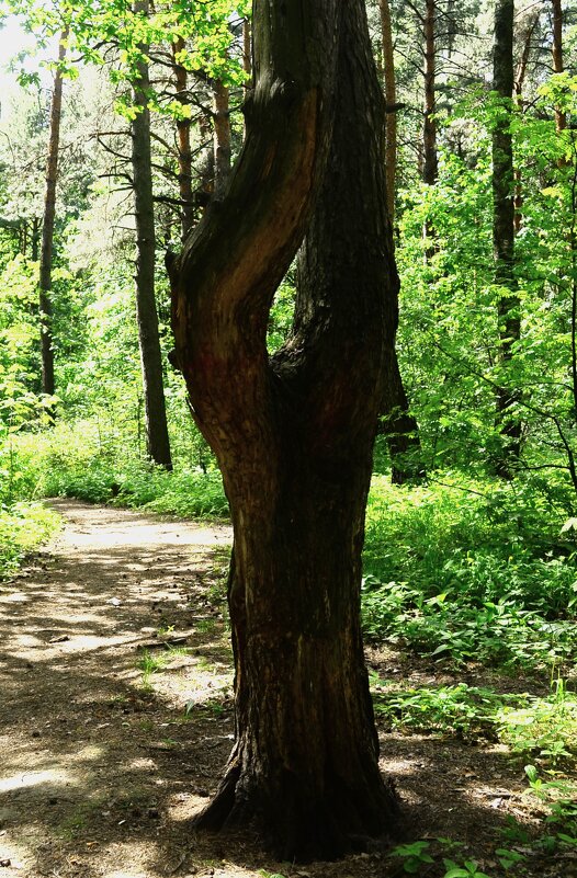 Камертон - Василий Палий