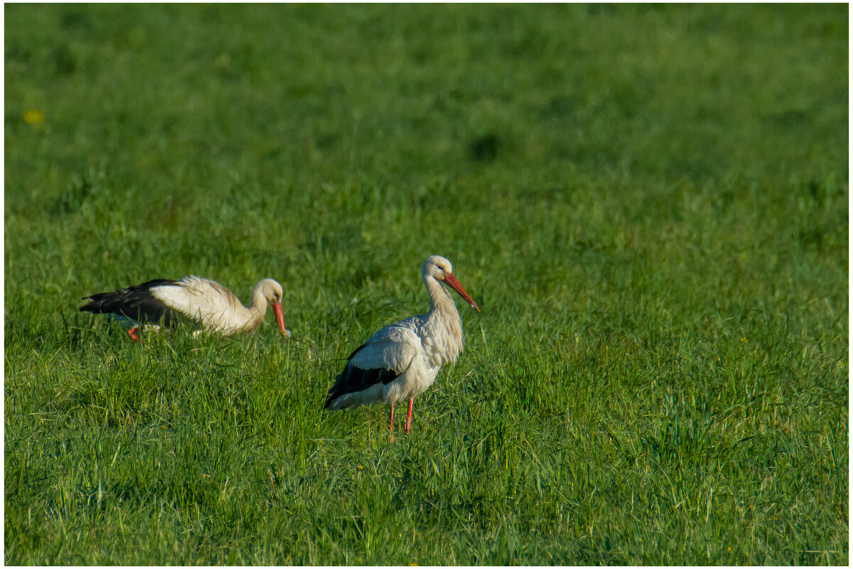 Аисты. - Sergey (Apg)