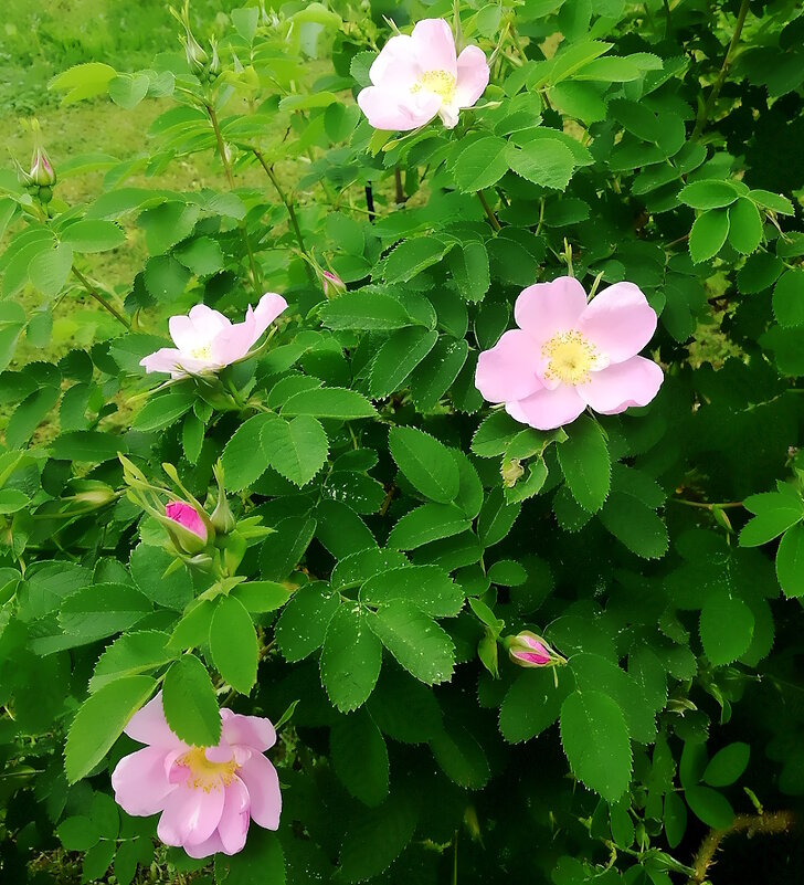 Дикая роза - Ольга Довженко