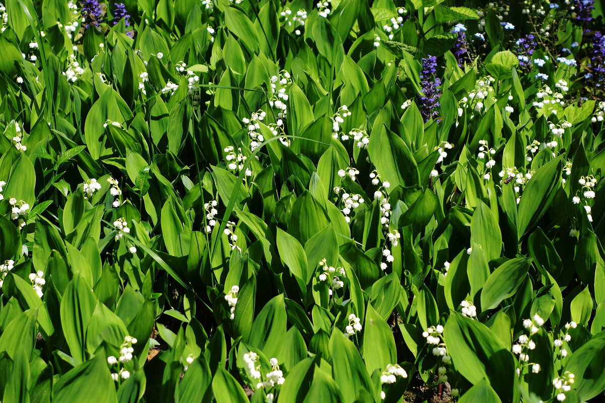 Ландыши - Рита Симонова Ландыши - Рита Симонова