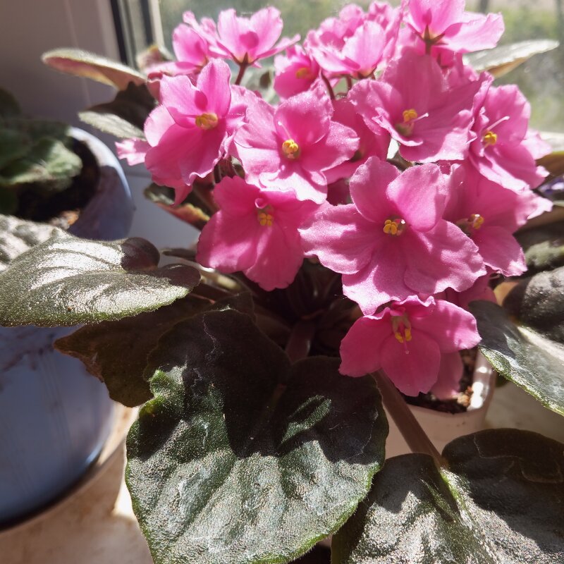 Моя фиалка - Елена Семигина Моя фиалка - Елена Семигина