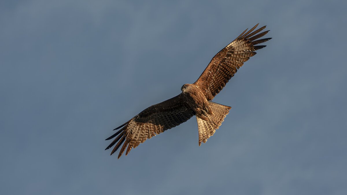 Коршун. Летящей походкой... - Вадим Басов Коршун. Летящей походкой... - Вадим Басов