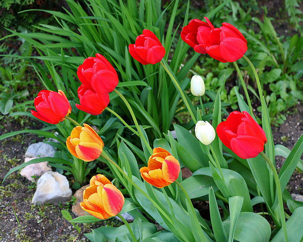 Стремление... - Светлана Стремление... - Светлана