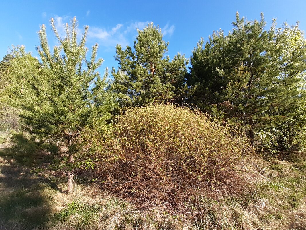 Весна идёт, весне дорогу! - Галина Минчук Весна идёт, весне дорогу! - Галина Минчук