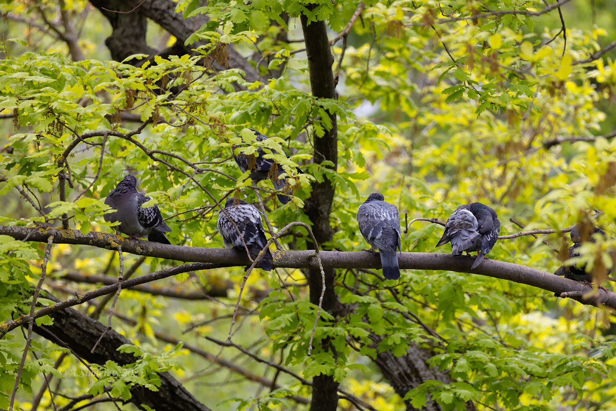 Голуби на ветке - Александр Синдерёв