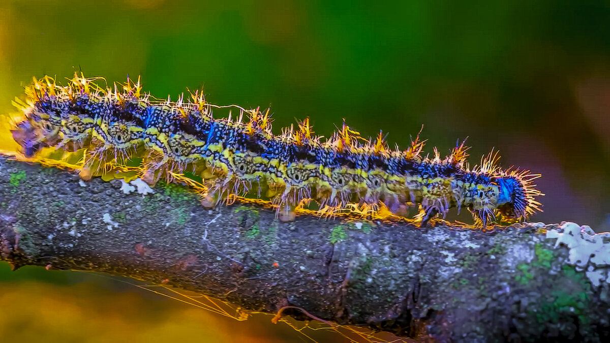 Гусеница бабочки крапивницы - Aleksey Afonin Гусеница бабочки крапивницы - Aleksey Afonin