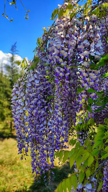 Глициния - Людмила Мила