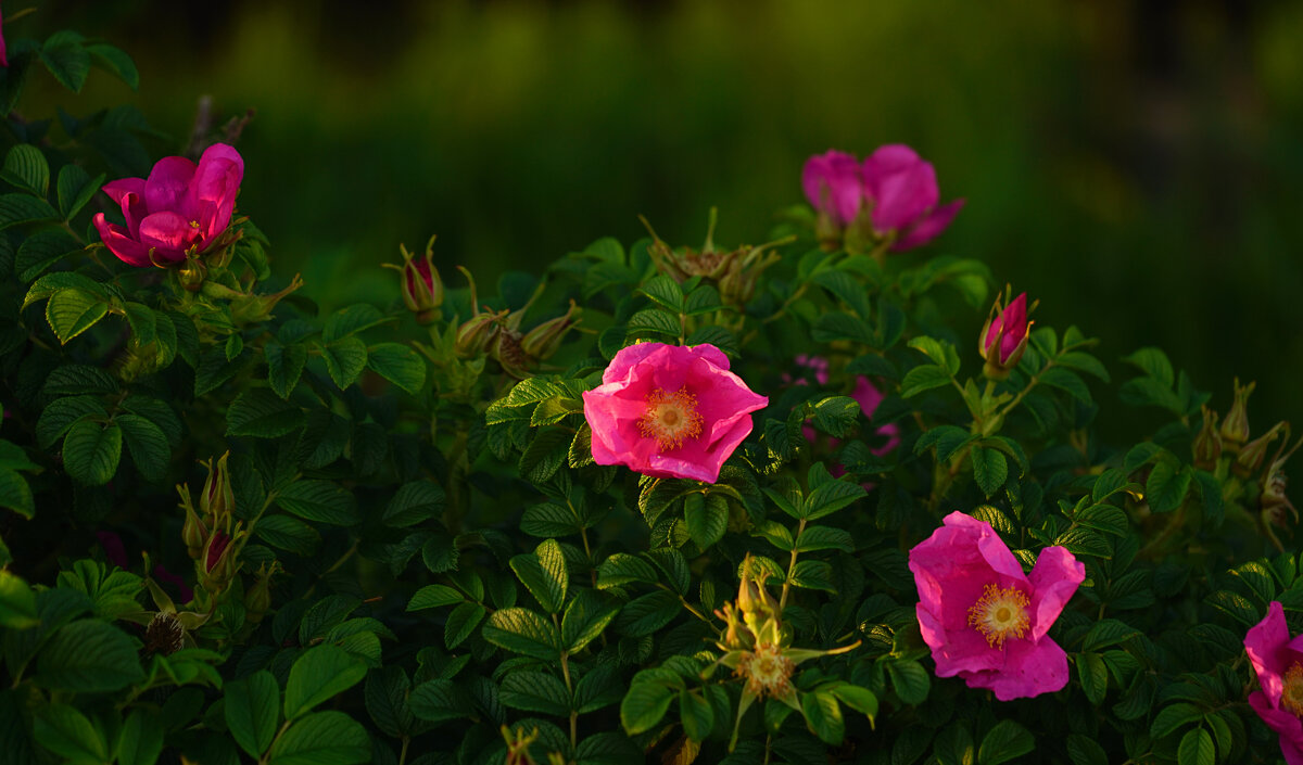 Шиповник - Эдуард Куклин