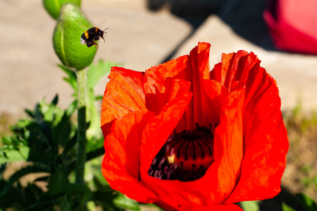 удивительная природа - Виктор Скаков удивительная природа - Виктор Скаков