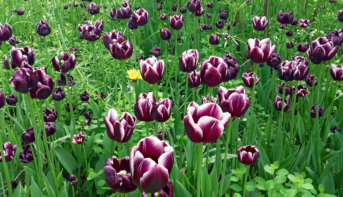 До конца мая осталось четыре дня - Galina Solovova До конца мая осталось четыре дня - Galina Solovova