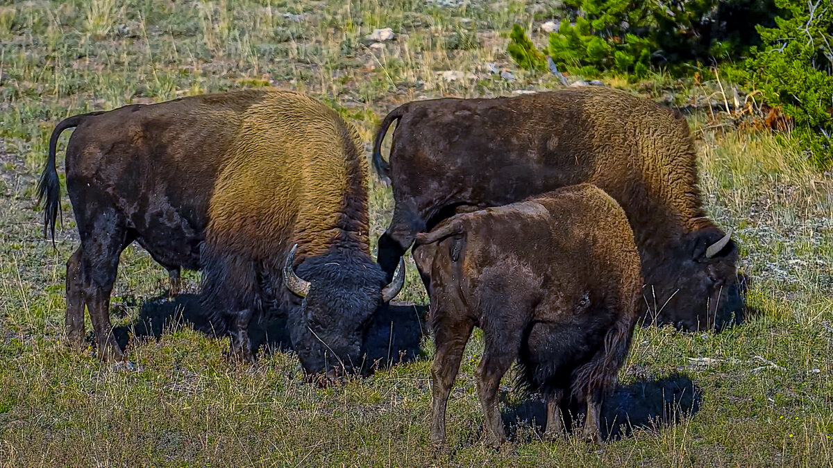 Аляска. - Aleksey Afonin Аляска. - Aleksey Afonin