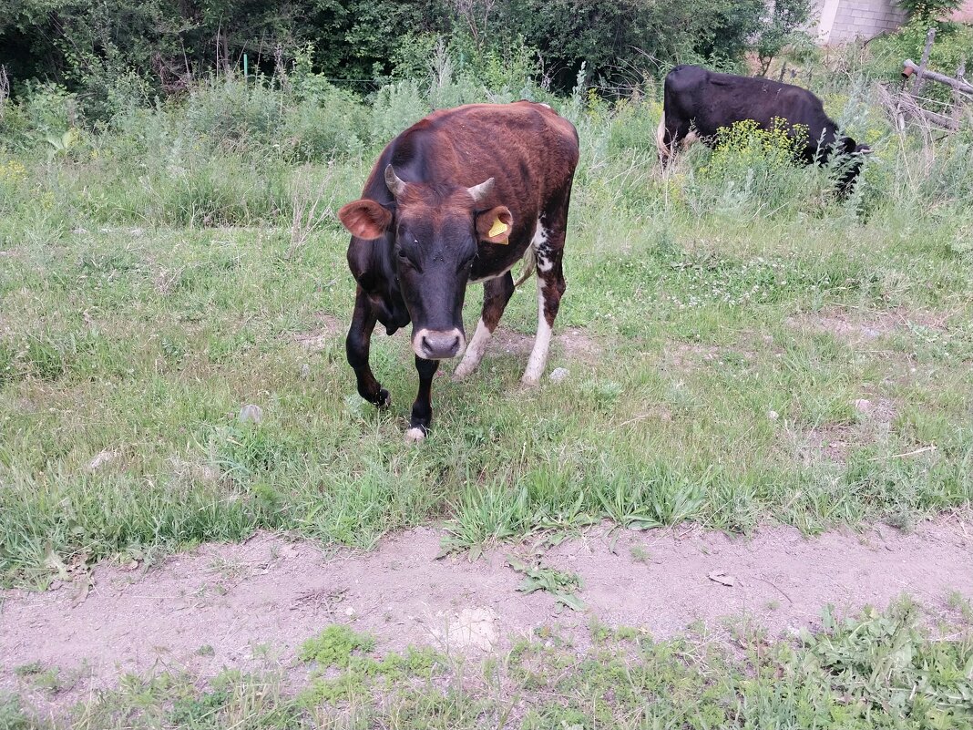 Talgar. - Murat Bukaev 