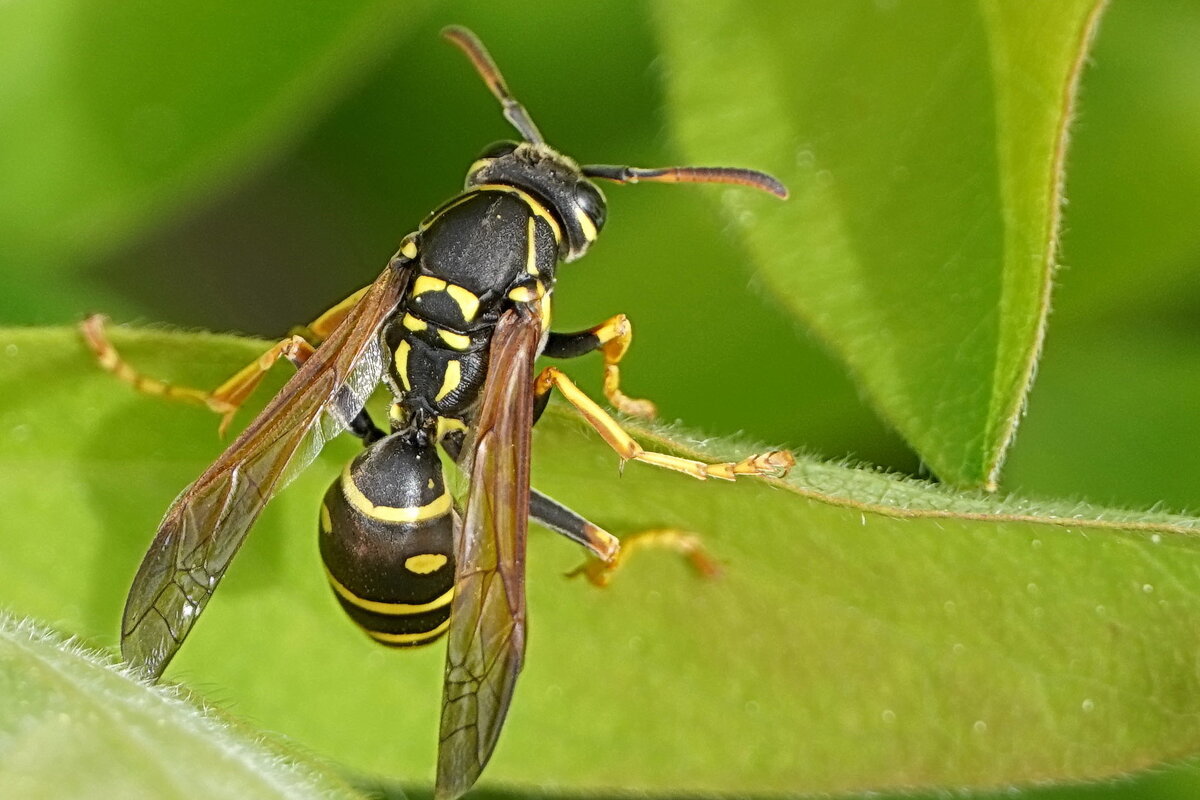 Про осинную талию - Галина Кан Про осинную талию - Галина Кан
