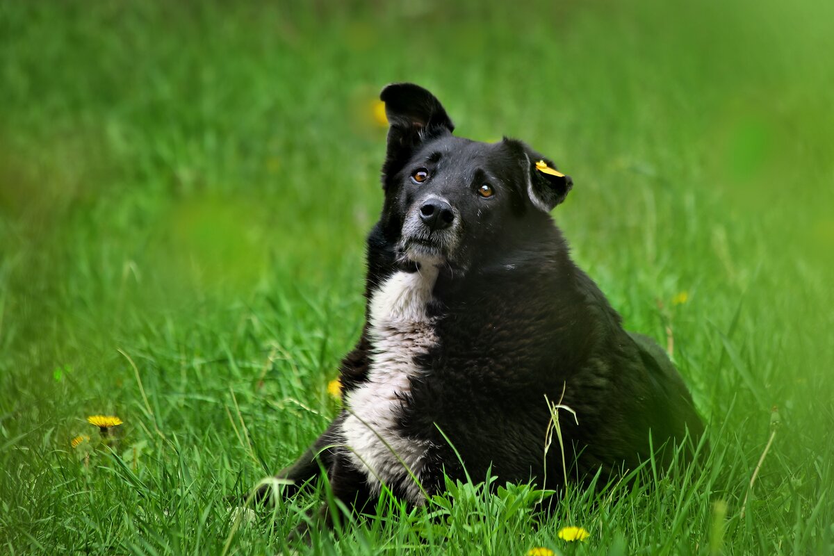 А Жучка гулять выйдет? - Татьяна Бравая А Жучка гулять выйдет? - Татьяна Бравая