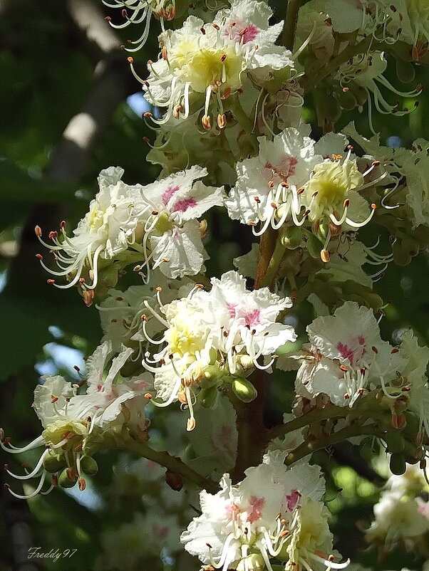 Каштан над городом цветёт... - Freddy 97 Каштан над городом цветёт... - Freddy 97