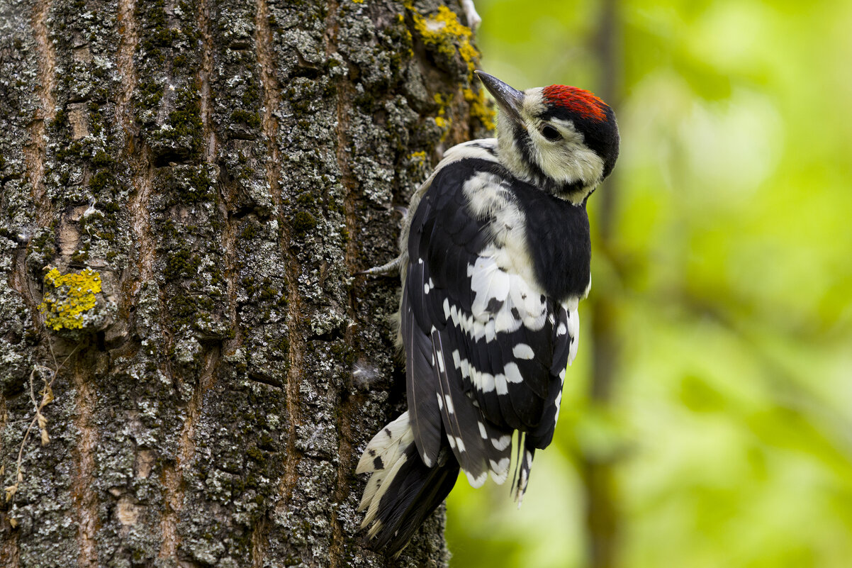Молодой большой пестрый дятел - Валерий Черняк Молодой большой пестрый дятел - Валерий Черняк
