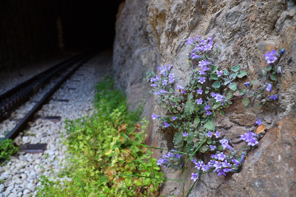 Цветы на камне. - Оля Богданович Цветы на камне. - Оля Богданович