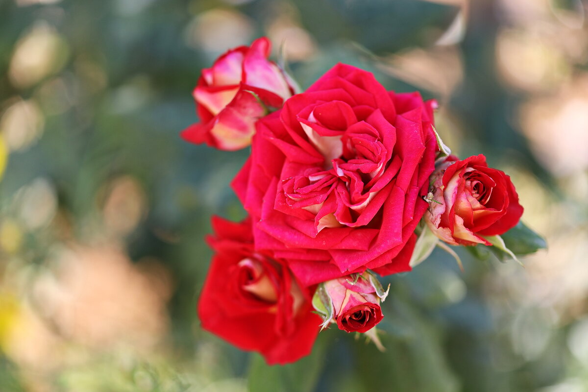 Красная. - Оля Богданович Красная. - Оля Богданович