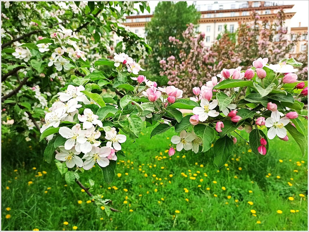 май - Татьяна Осипова(Deni2048) май - Татьяна Осипова(Deni2048)