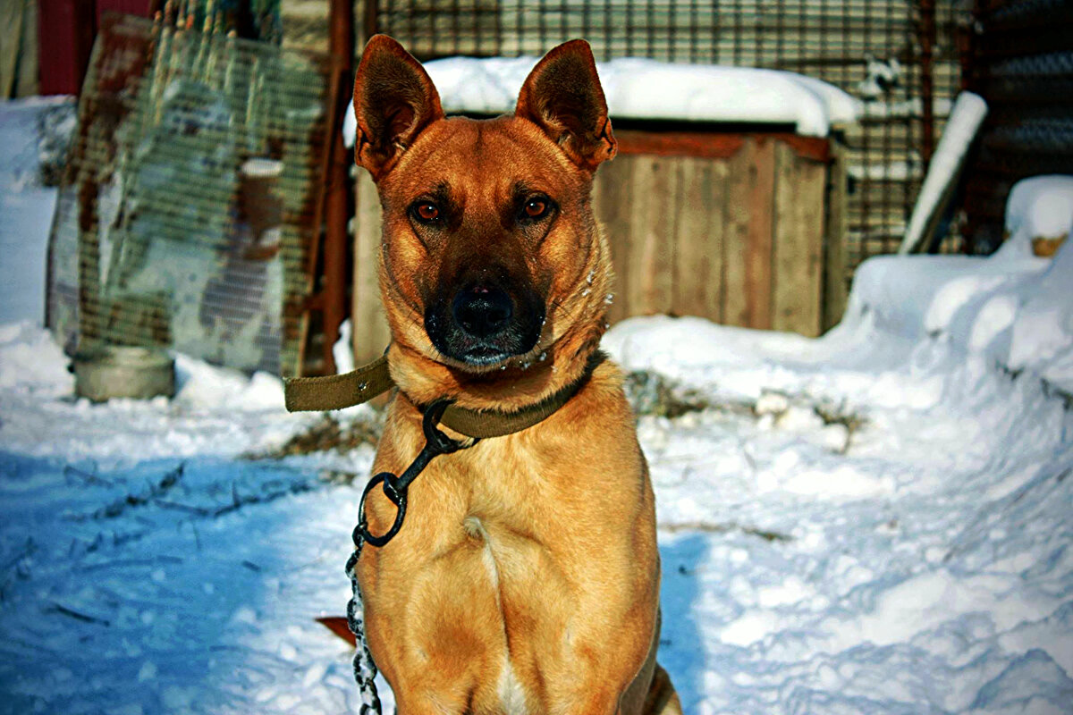 УМНЫЙ   ВЗГЛЯД - Анатолий Малобродский