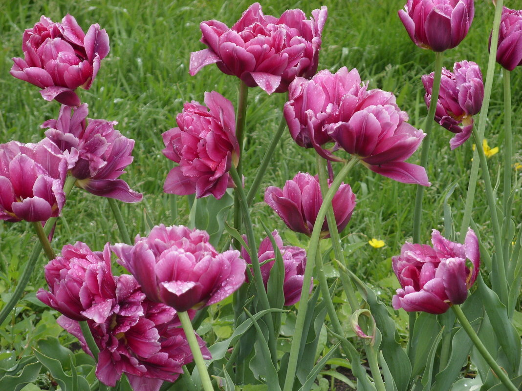 Тюльпаны. - Ирина *** Тюльпаны. - Ирина ***