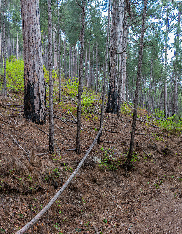 После пожара - Юрий Яловенко