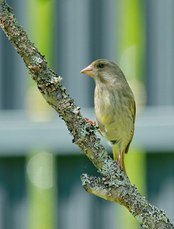 зеленушка прилетала - Andrey Bragin зеленушка прилетала - Andrey Bragin
