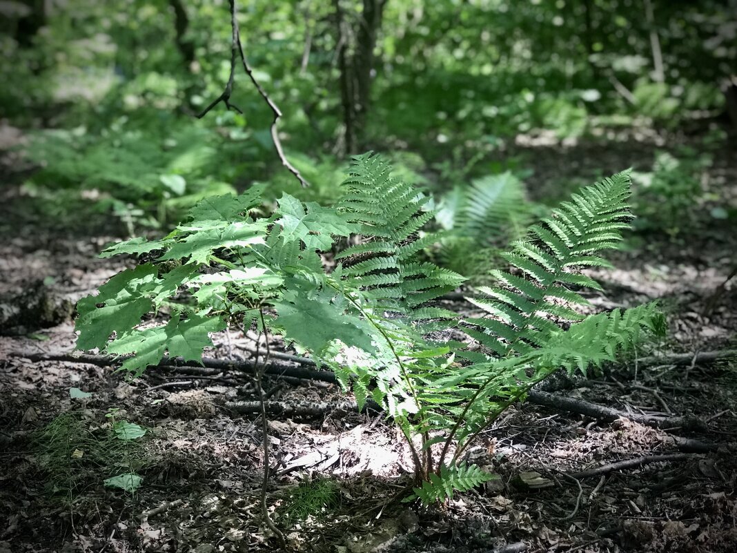 Лесной красавчик - Любовь 