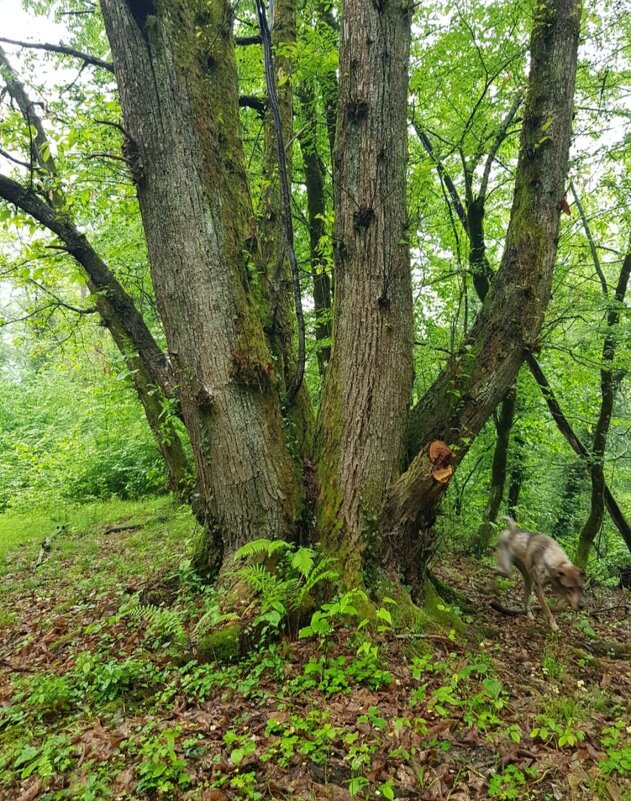 ПРОГУЛКА В ЛЕСУ - Tata Wolf