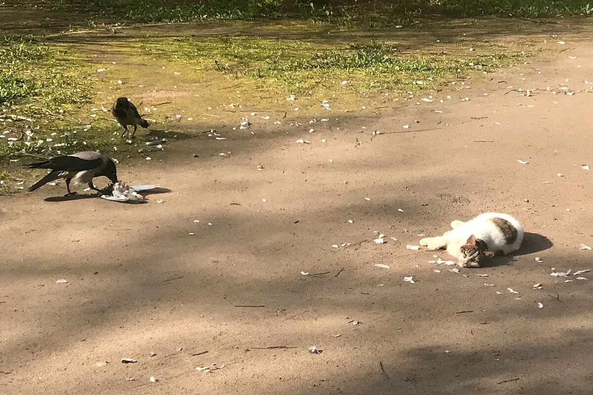 дикие животные - zavitok *