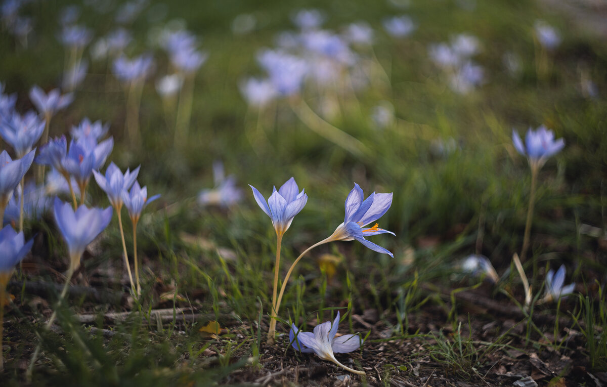 В последние хмурые дни придорожных крокусов. - Анатолий Щербак В последние хмурые дни придорожных крокусов. - Анатолий Щербак