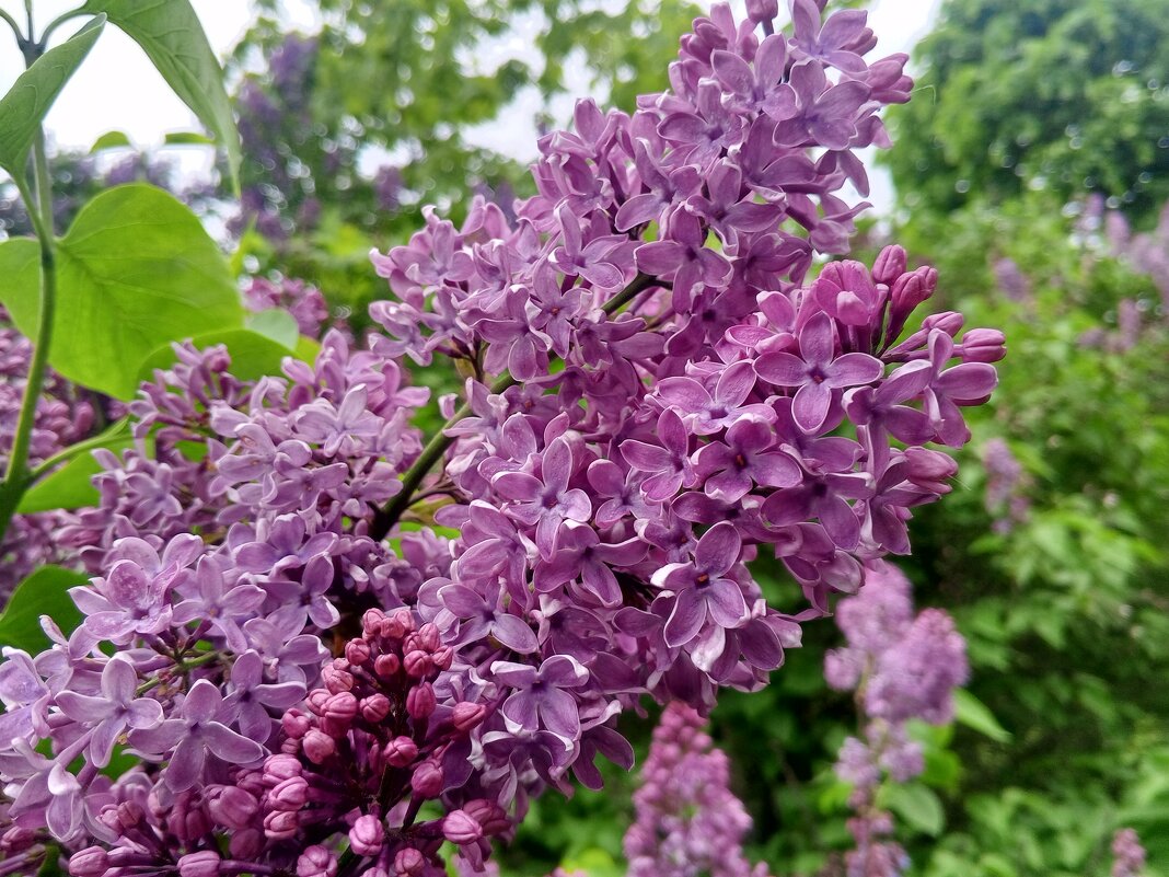 Сирень - Сапсан 