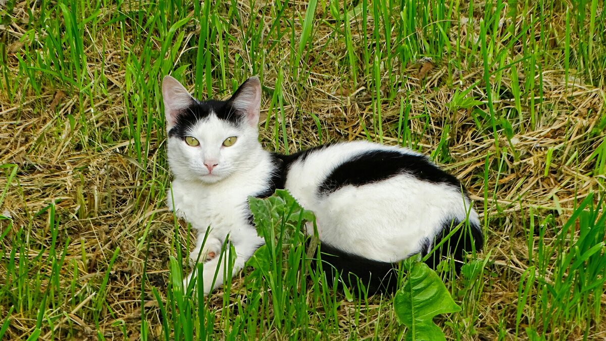 Кошка на солнышке. - Милешкин Владимир Алексеевич 