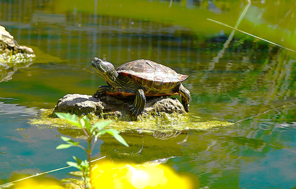 На острове - Татьяна Тюменка